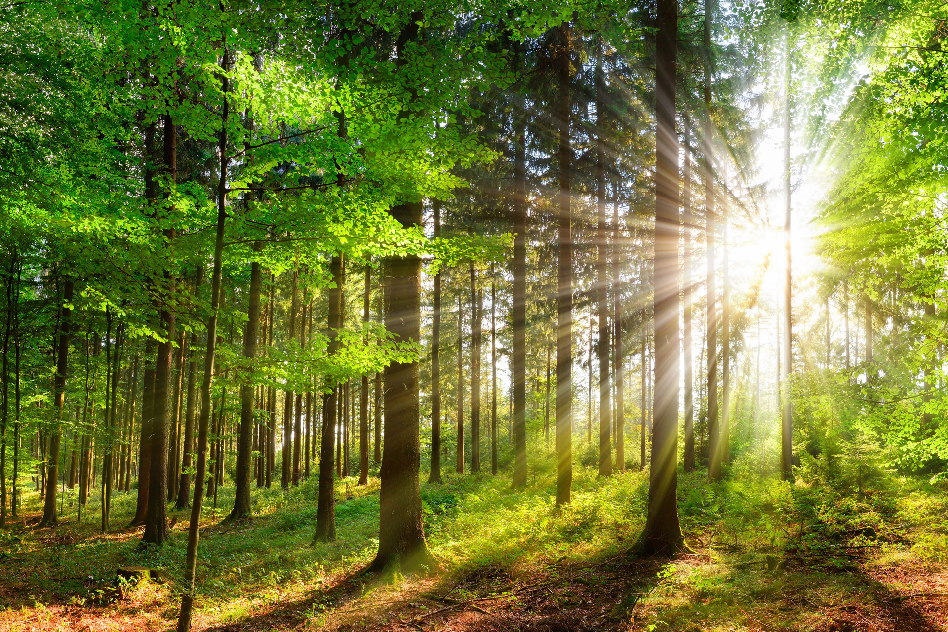 environment-desktop-trees-green-sun